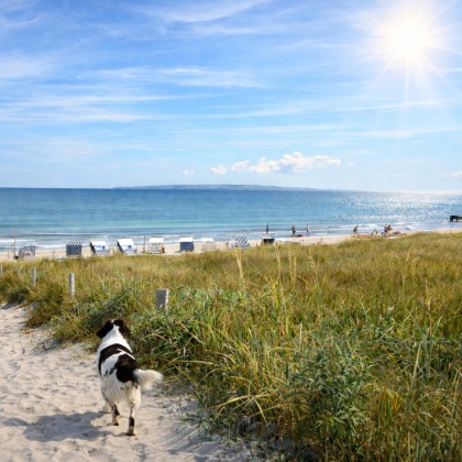 Hundeurlaub Rügen